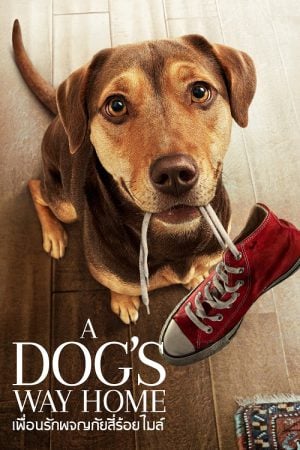 A Dog’s Way Home (2019) เพื่อนรักผจญภัยสี่ร้อยไมล์