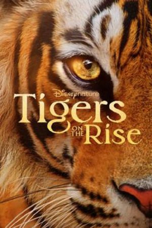 Tigers on the Rise (2024)